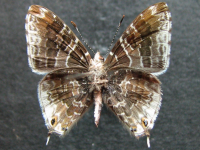 Adult Male Under of Marbled Line-blue - Erysichton palmyra tasmanicus